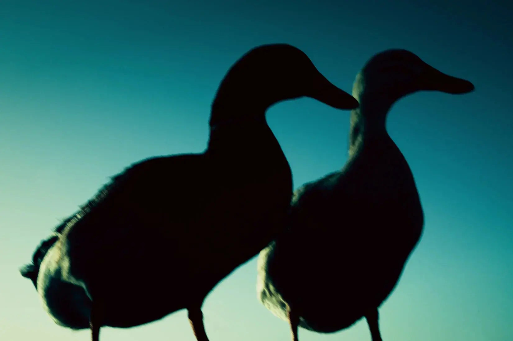 Duck Pair contemporary wall art print by Omar Belattar - sold by DROOL