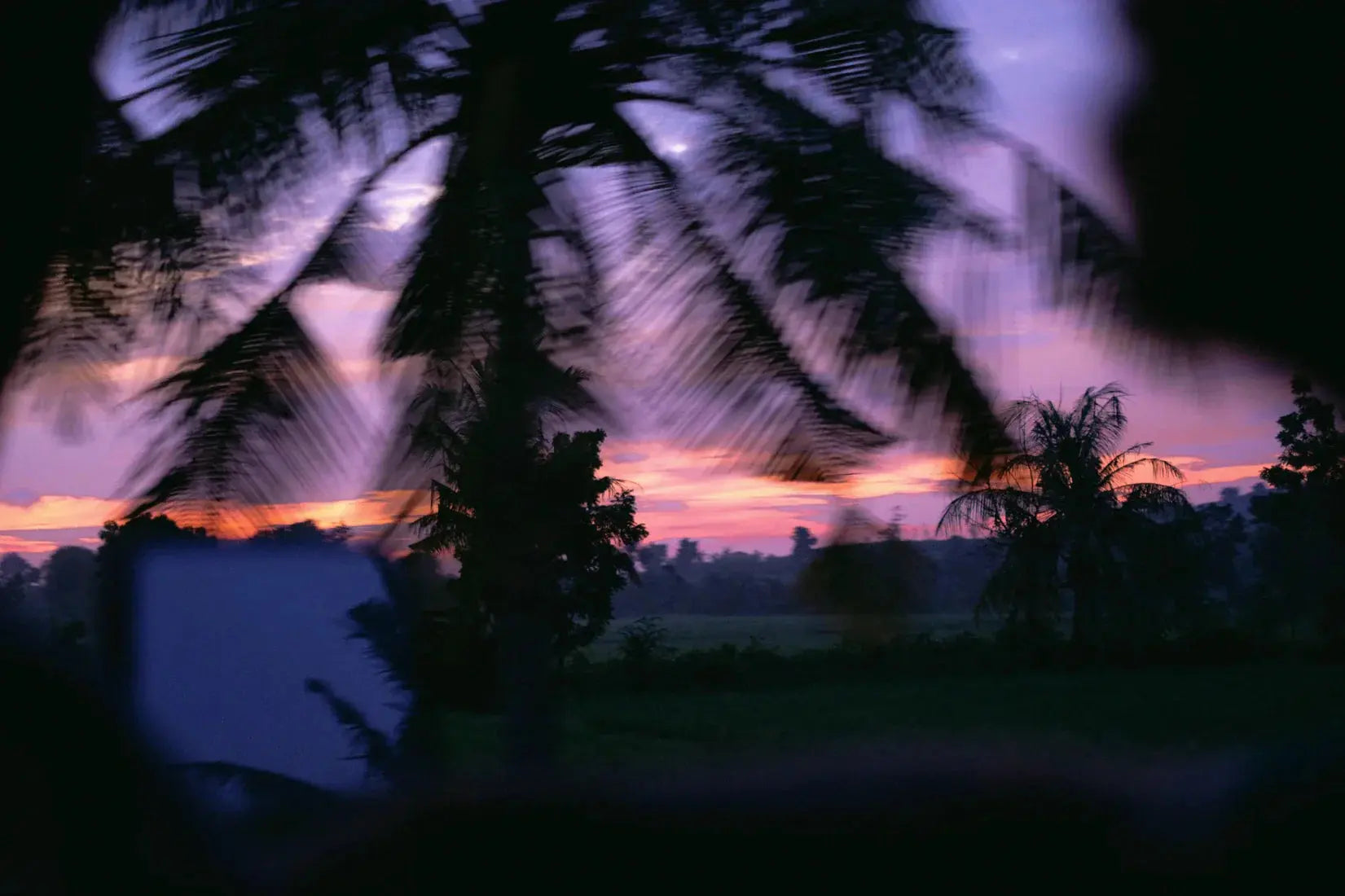 Palm Twilight contemporary wall art print by Tatjana Titimova - sold by DROOL