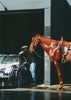 HORSEWASHING contemporary wall art print by Ces XC - sold by DROOL