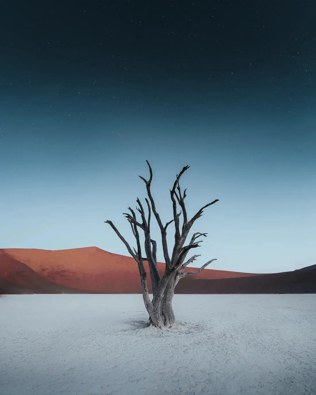 Skeleton Tree contemporary wall art print by Luke Stackpoole - sold by DROOL