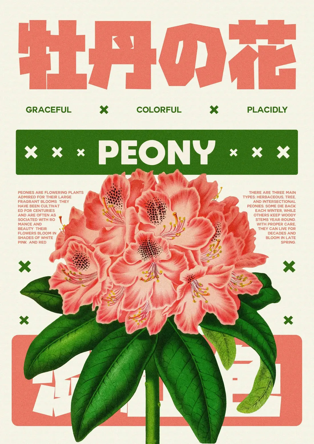 Peony flower poster