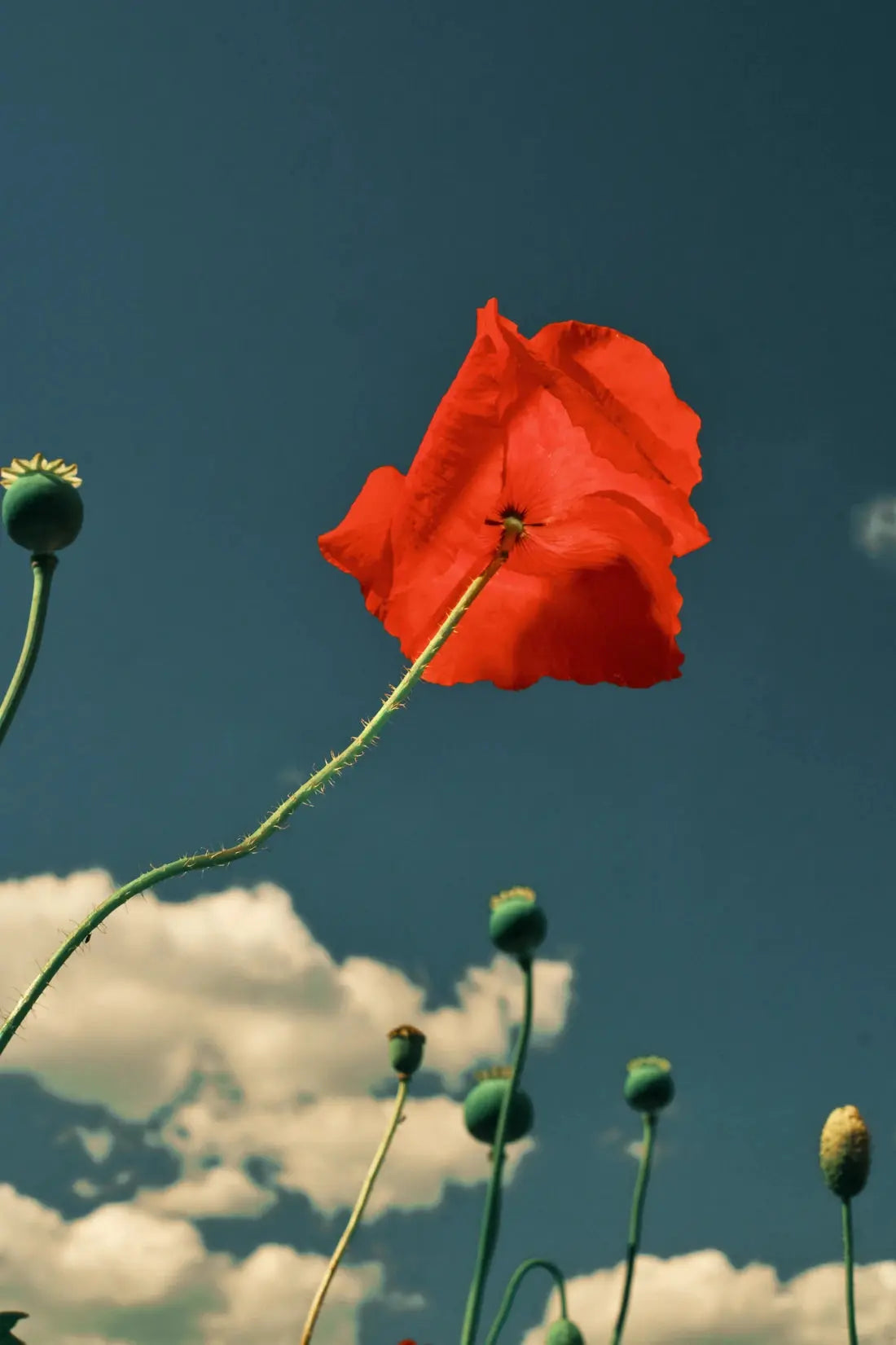 East London poppies