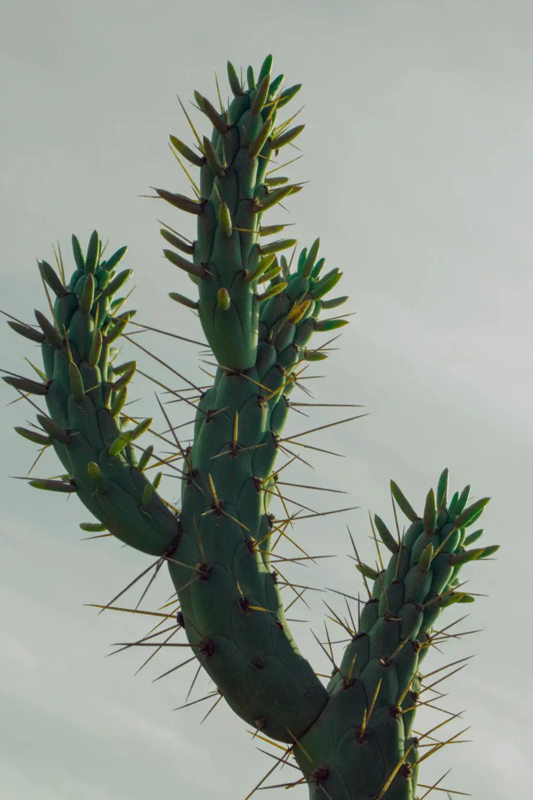 Spines contemporary wall art print by Omar Belattar - sold by DROOL