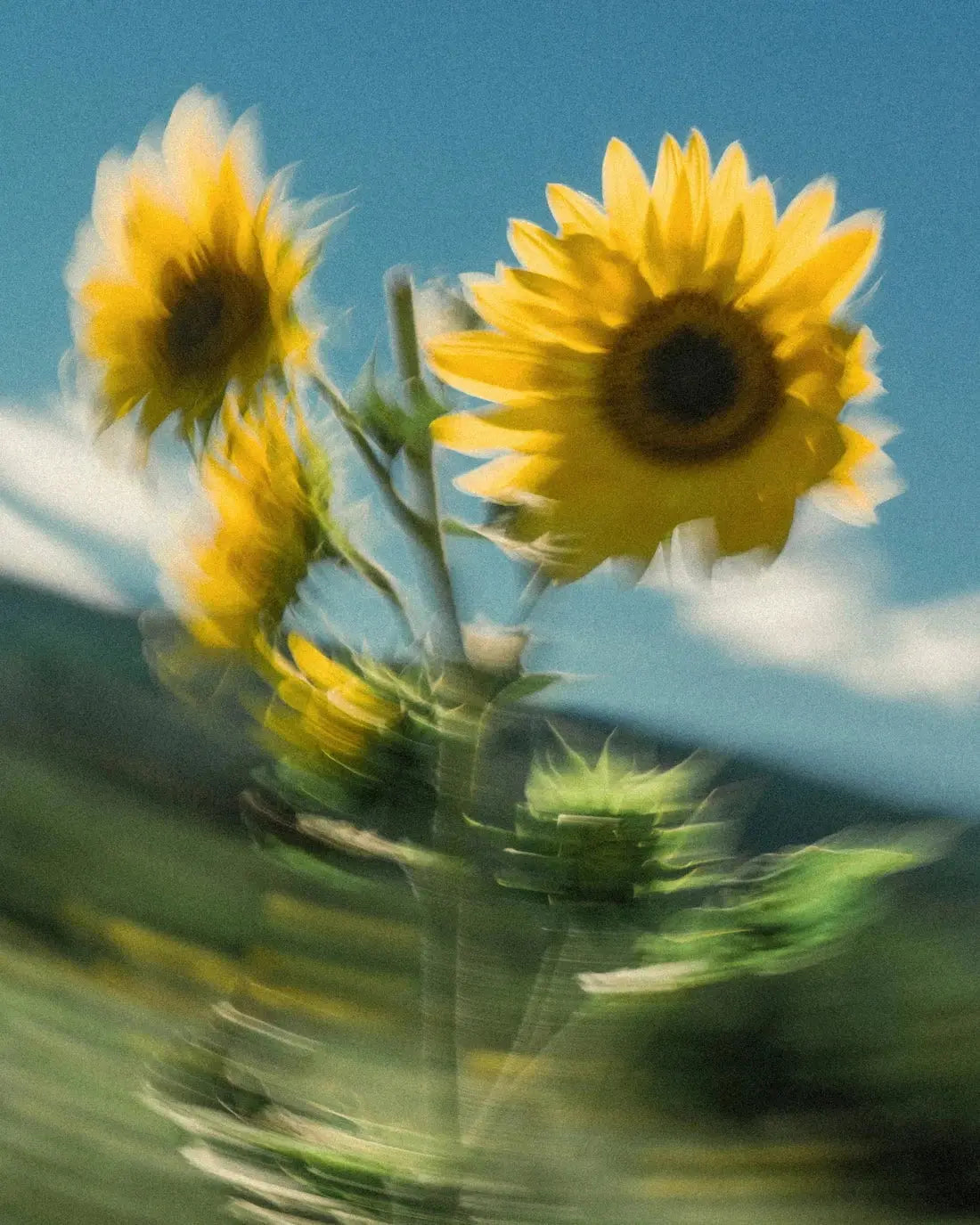 Sunflower Sway contemporary wall art print by Molly Strohl - sold by DROOL