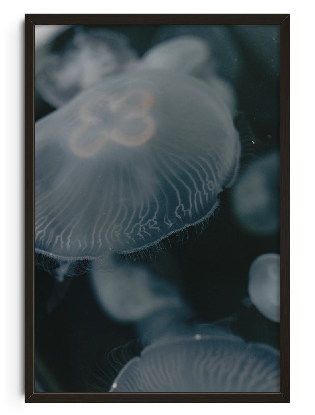 Jellyfish contemporary wall art print by Ashley Chruszcz - sold by DROOL