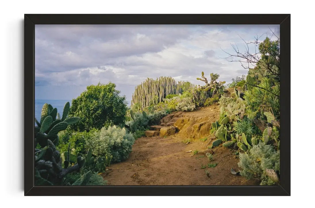 Cactus Path contemporary wall art print by Jade Stephens - sold by DROOL