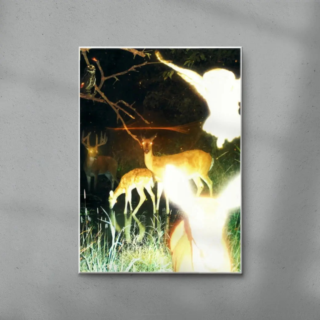 Trail Cam contemporary wall art print by Jean Pierre Consuegra - sold by DROOL