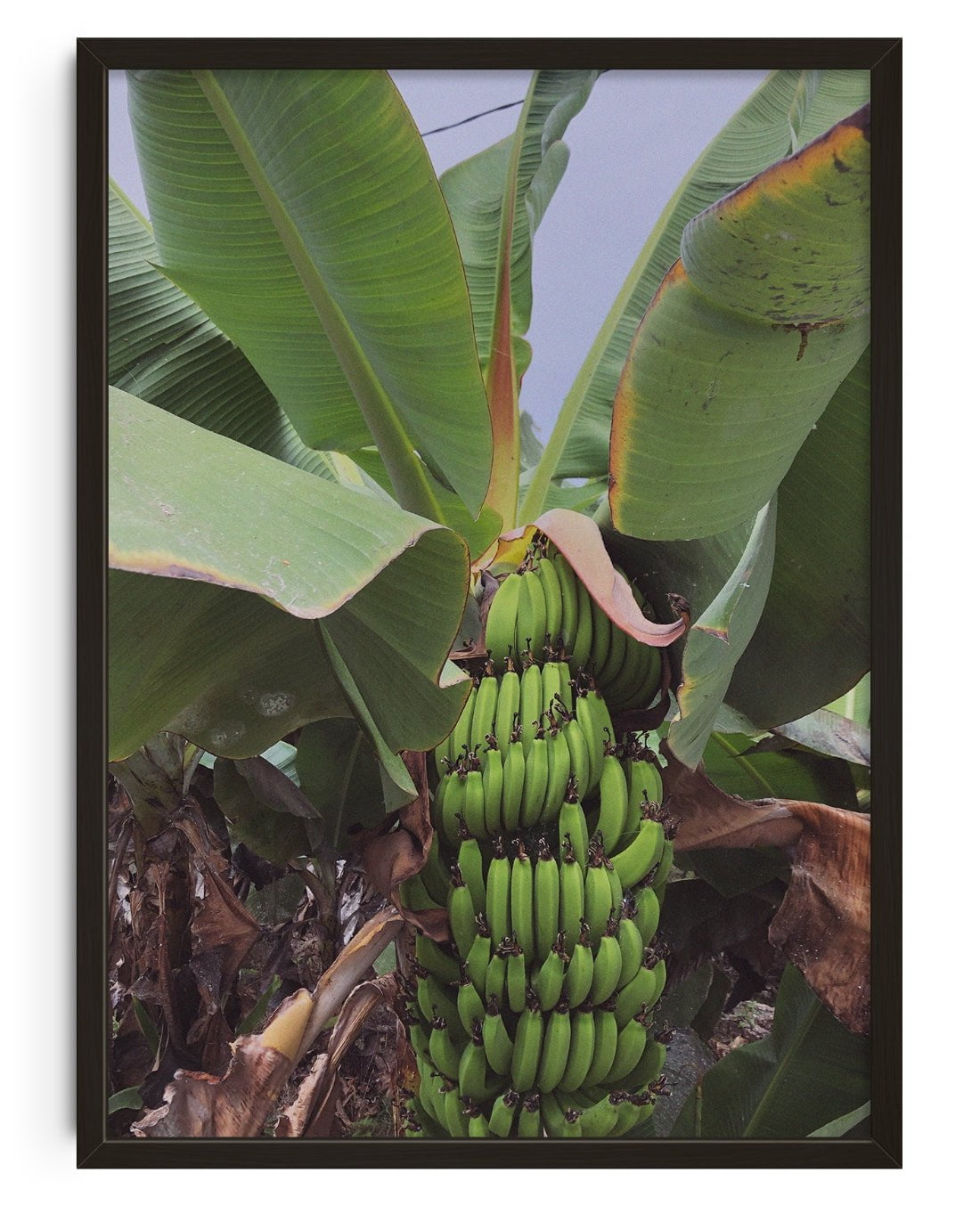 Banana Palm contemporary wall art print by Laurie Campbell - sold by DROOL