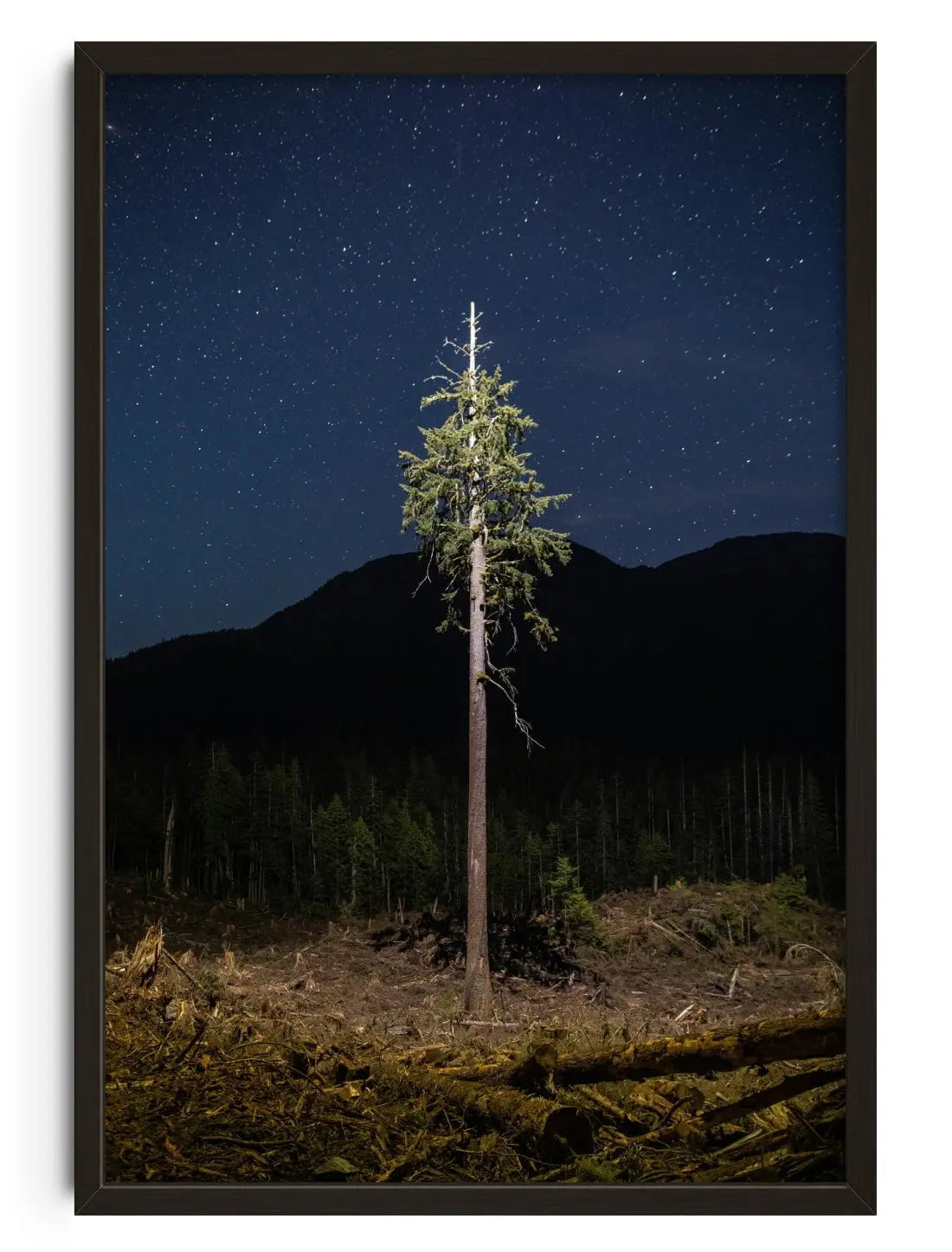 Lone Tree contemporary wall art print by Joshua Cogan - sold by DROOL