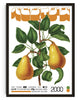 Two Pears contemporary wall art print by George Kempster - sold by DROOL