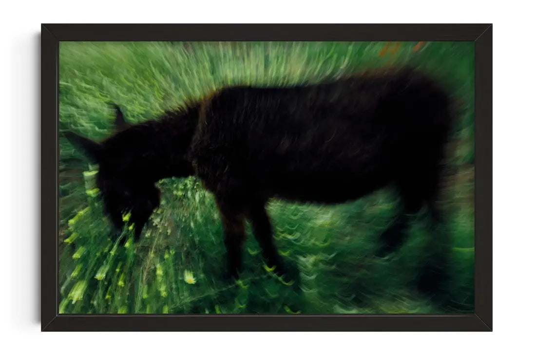 Grazing Donkey contemporary wall art print by Omar Belattar - sold by DROOL