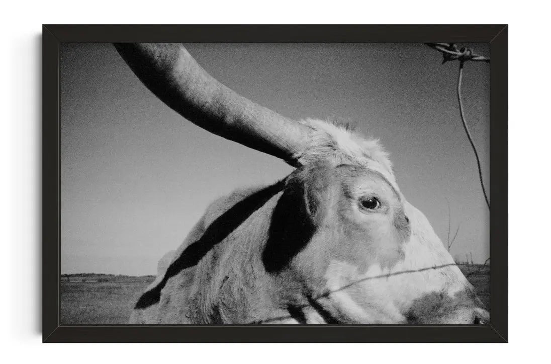 Longhorn Gaze contemporary wall art print by Lauren Withrow - sold by DROOL