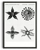 Load image into Gallery viewer, cyclical beings contemporary wall art print by Imo Sinclair - sold by DROOL