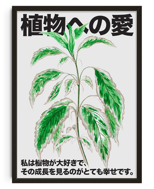 Amor por las plantas 3