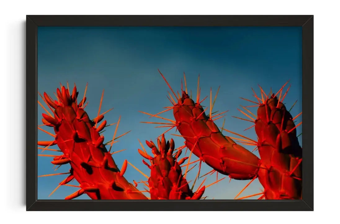 Crimson Cactus contemporary wall art print by Omar Belattar - sold by DROOL