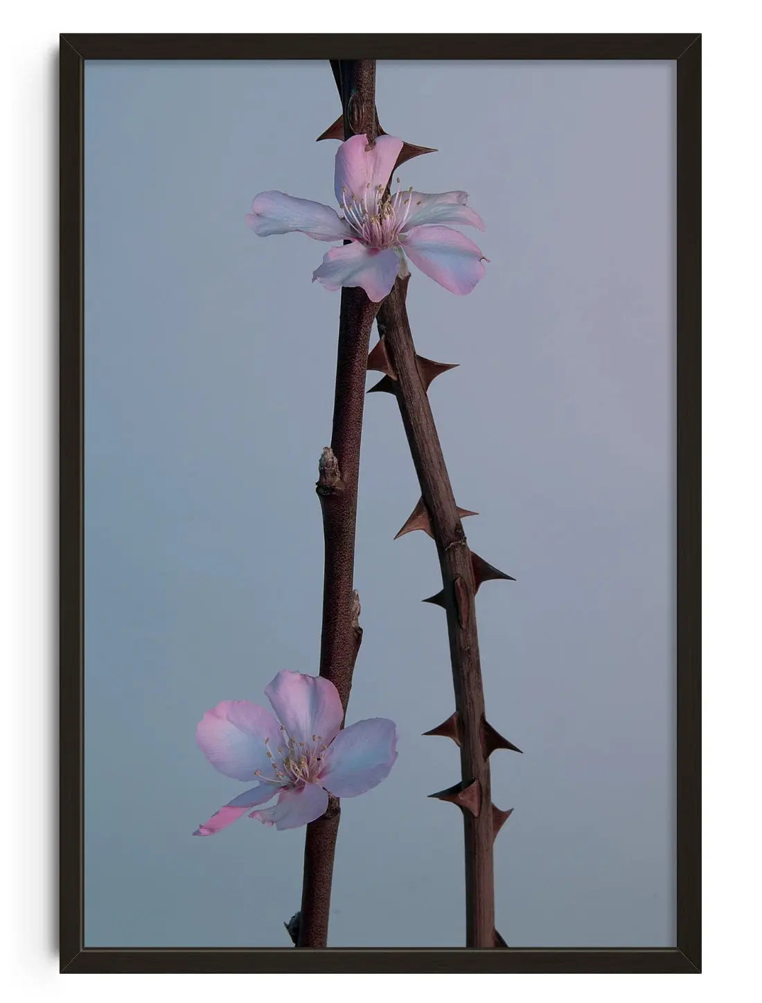 Pink thorns contemporary wall art print by Rowan Spray - sold by DROOL