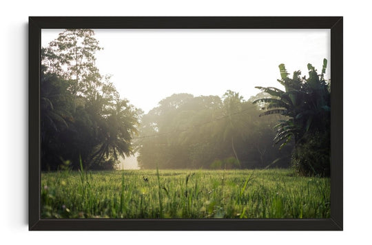 Morning in countryside