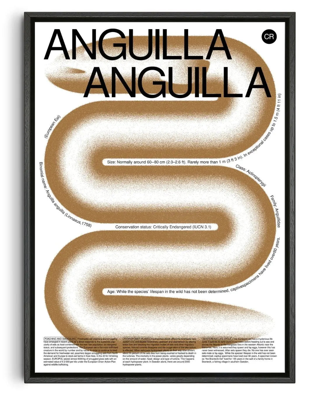 Anguilla contemporary wall art print by Studio Trikken - sold by DROOL