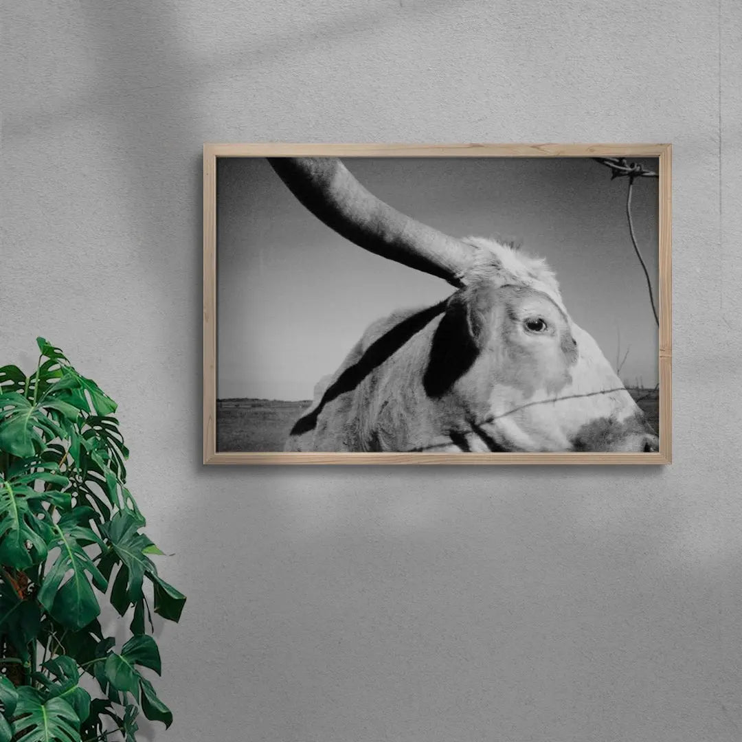 Longhorn Gaze contemporary wall art print by Lauren Withrow - sold by DROOL