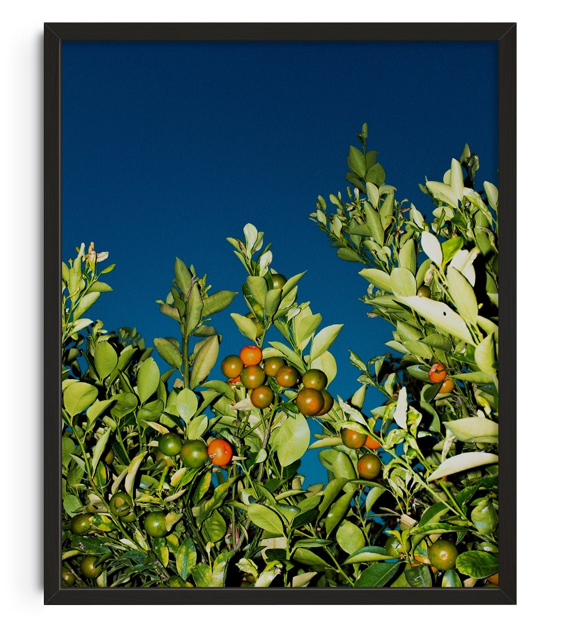 MANDARINE contemporary wall art print by Gregory Tauziac - sold by DROOL