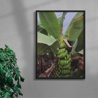 Thumbnail for Banana Palm contemporary wall art print by Laurie Campbell - sold by DROOL