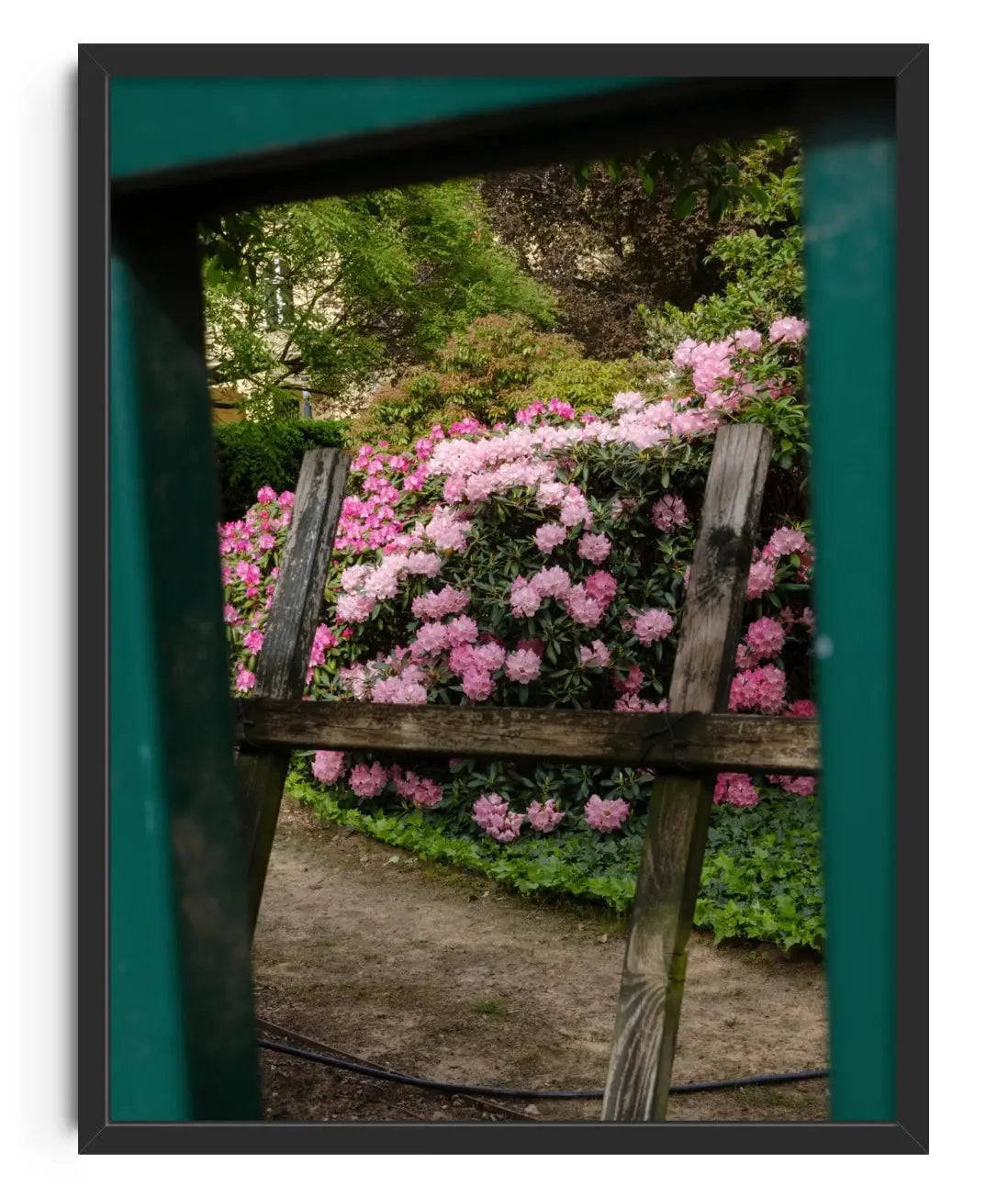 Pink Rhododendrons contemporary wall art print by Igor Zacharov - sold by DROOL