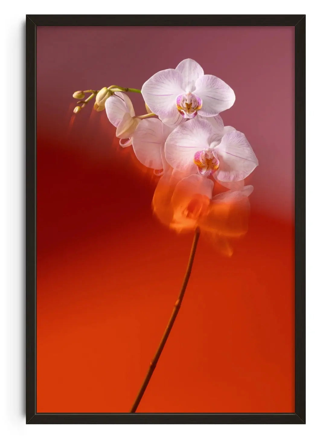 Blushing Orchid contemporary wall art print by Kristina Kulakova - sold by DROOL