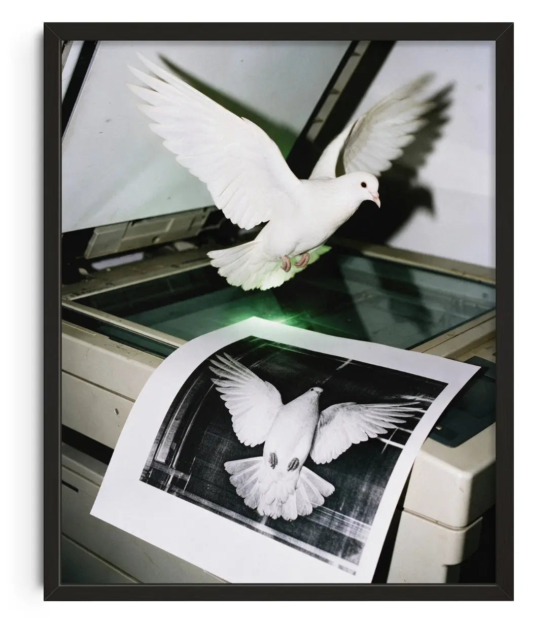 DOVE COPY. contemporary art print by Ces XC - sold by DROOL