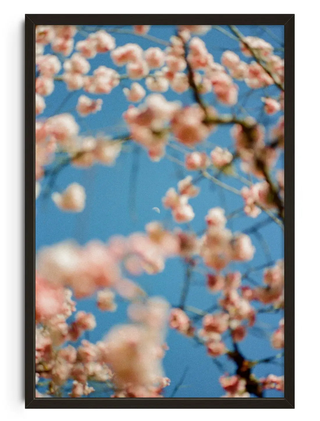 Cherrry Blossom contemporary wall art print by Kelsey Gallagher - sold by DROOL
