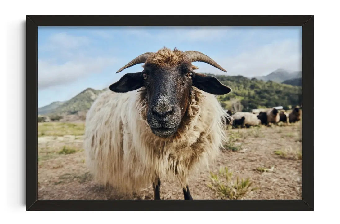 Ram Up Close contemporary wall art print by David Ardill - sold by DROOL