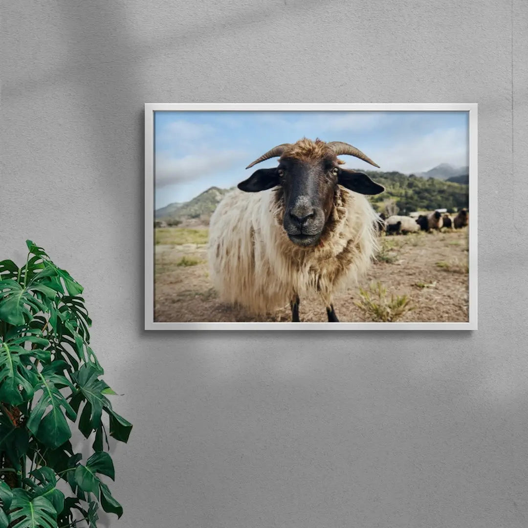 Ram Up Close contemporary wall art print by David Ardill - sold by DROOL