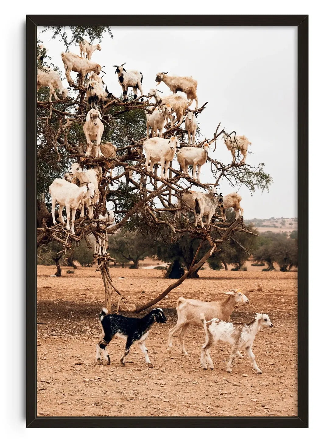 Goats contemporary wall art print by Bonnie Coumbe - sold by DROOL