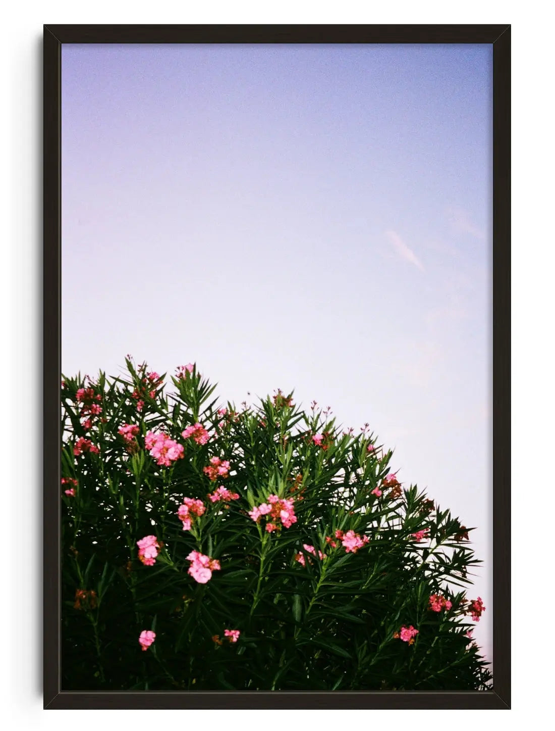 Pink Blossoms contemporary wall art print by Sebastian Wolf - sold by DROOL