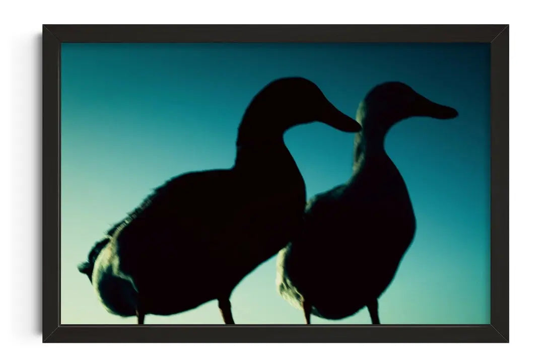 Duck Pair contemporary wall art print by Omar Belattar - sold by DROOL