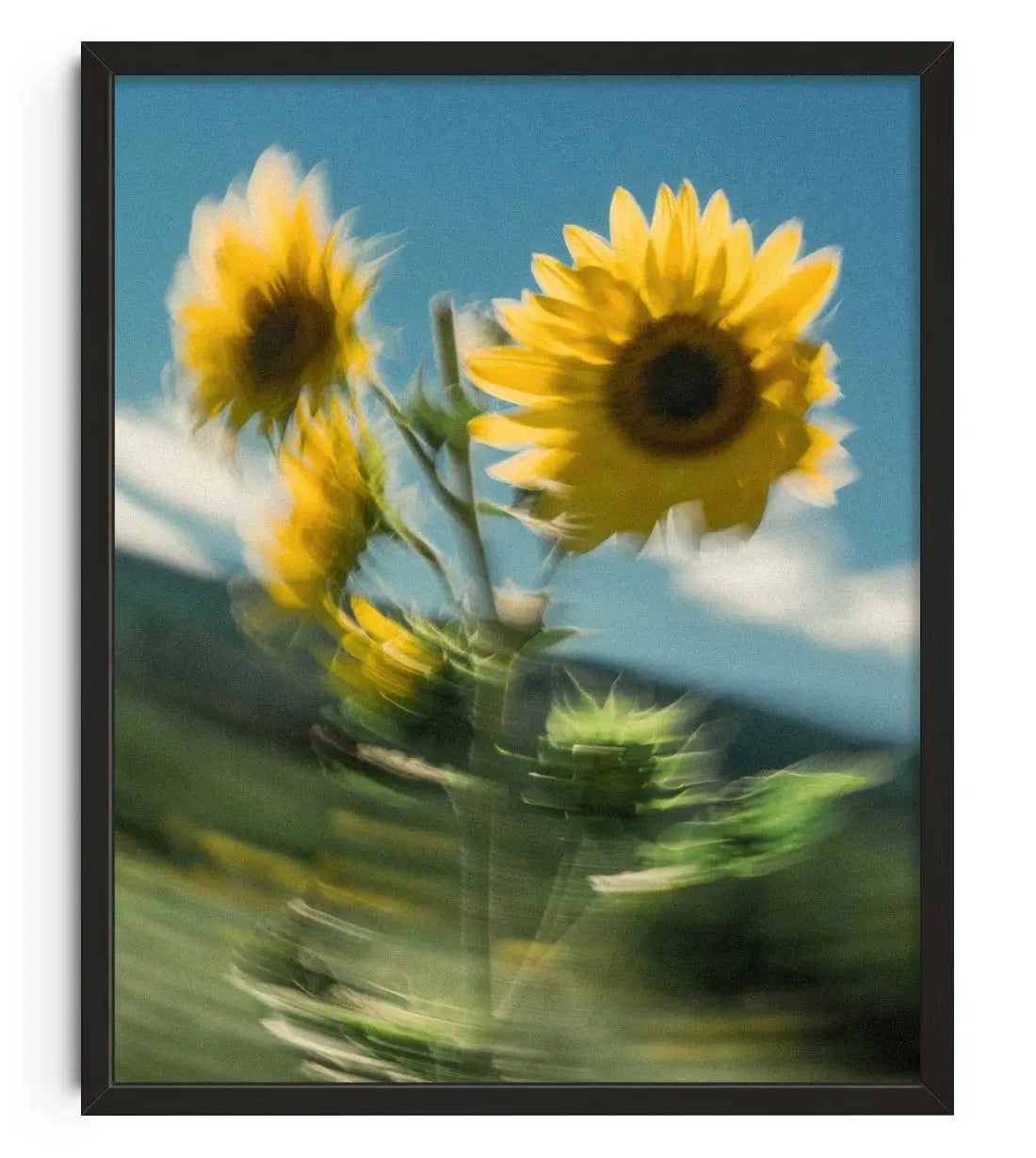 Sunflower Sway contemporary wall art print by Molly Strohl - sold by DROOL