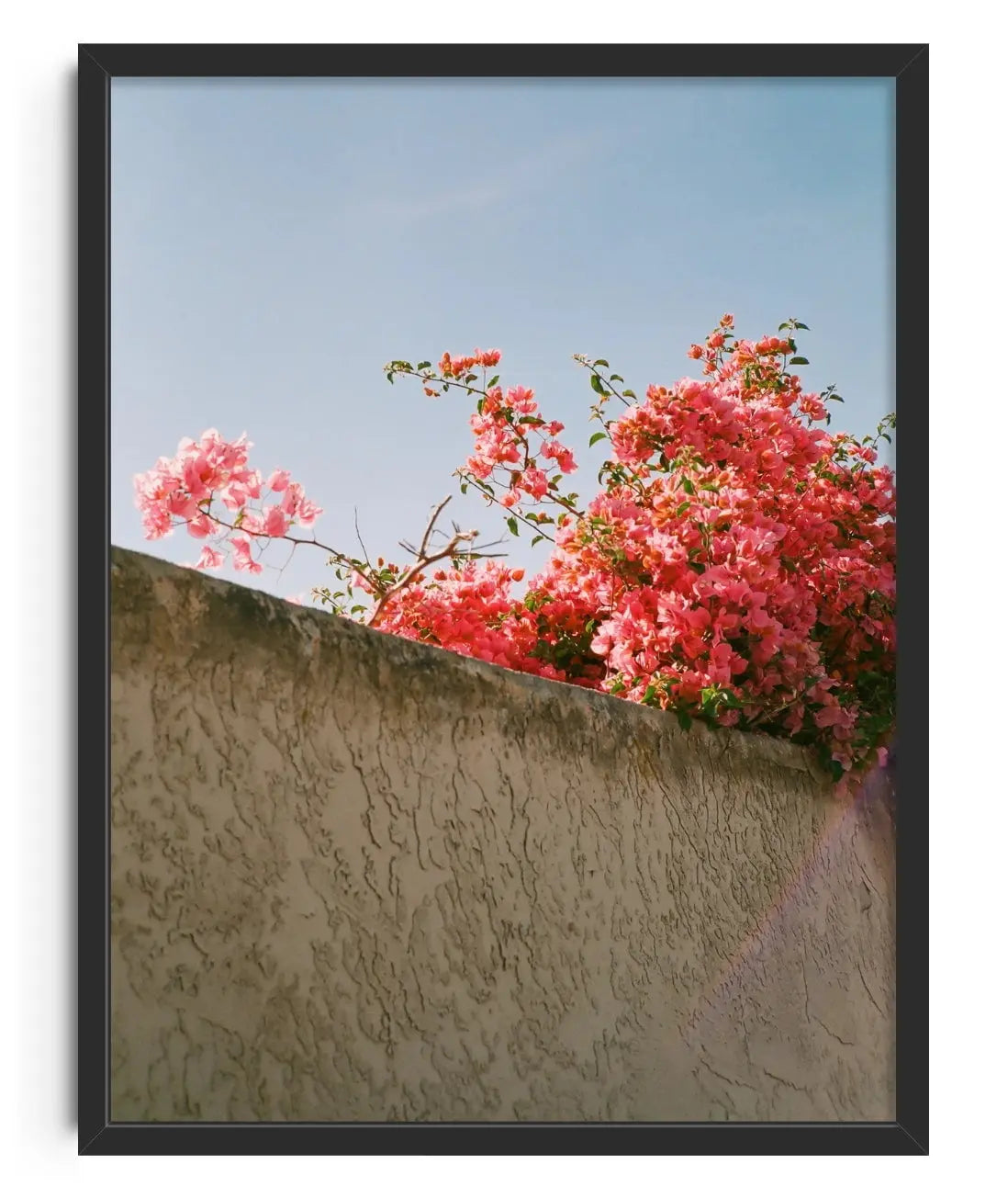 Pink Bloom contemporary wall art print by Brandon Chau - sold by DROOL