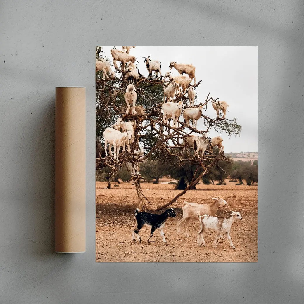 Goats contemporary wall art print by Bonnie Coumbe - sold by DROOL