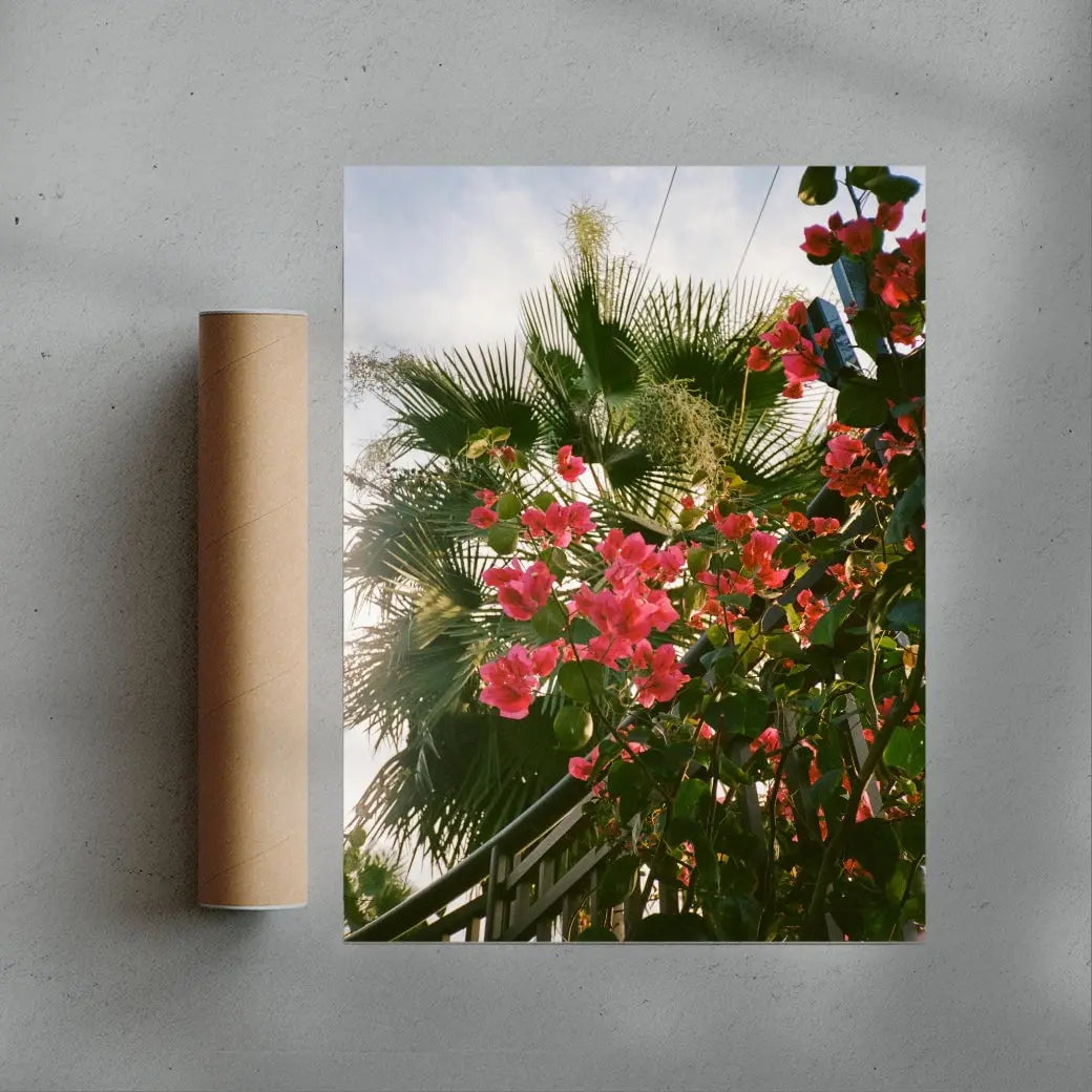Bougainvillea contemporary wall art print by Robin Knuth - sold by DROOL