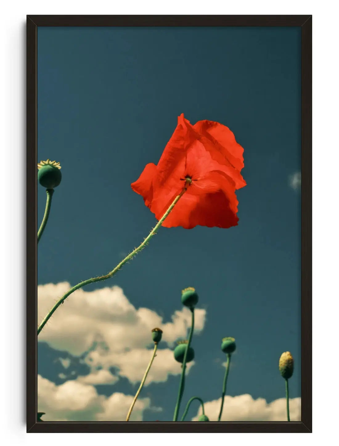 East London poppies contemporary art print by Julian Zerressen - sold by DROOL