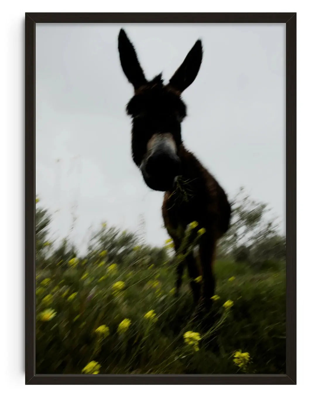 Morning Donkey contemporary wall art print by Omar Belattar - sold by DROOL