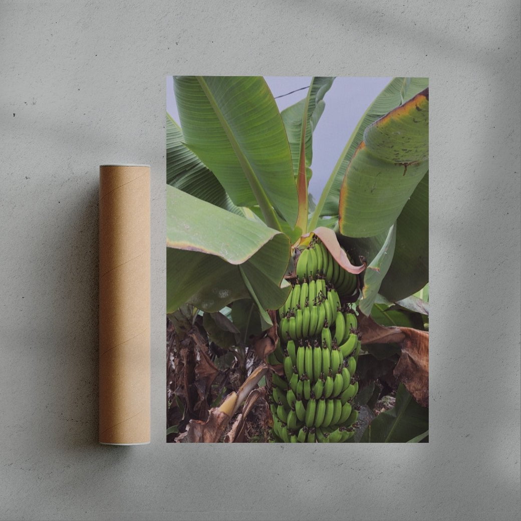 Banana Palm contemporary wall art print by Laurie Campbell - sold by DROOL