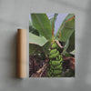 Banana Palm - UNFRAMED contemporary wall art print by Laurie Campbell - sold by DROOL