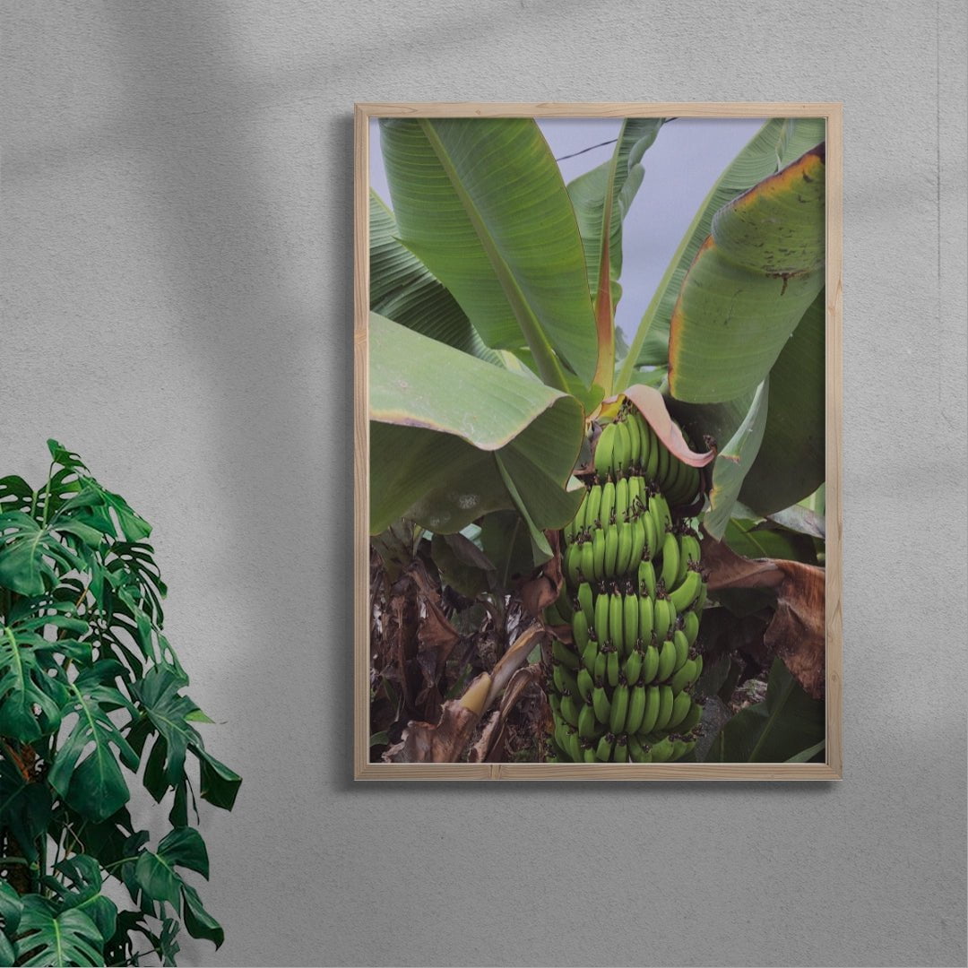 Banana Palm contemporary wall art print by Laurie Campbell - sold by DROOL