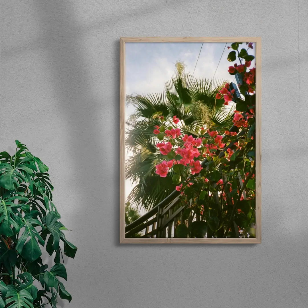Bougainvillea contemporary wall art print by Robin Knuth - sold by DROOL