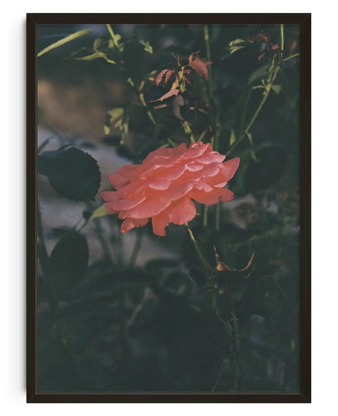 Thorn contemporary wall art print by Esther Galvan - sold by DROOL