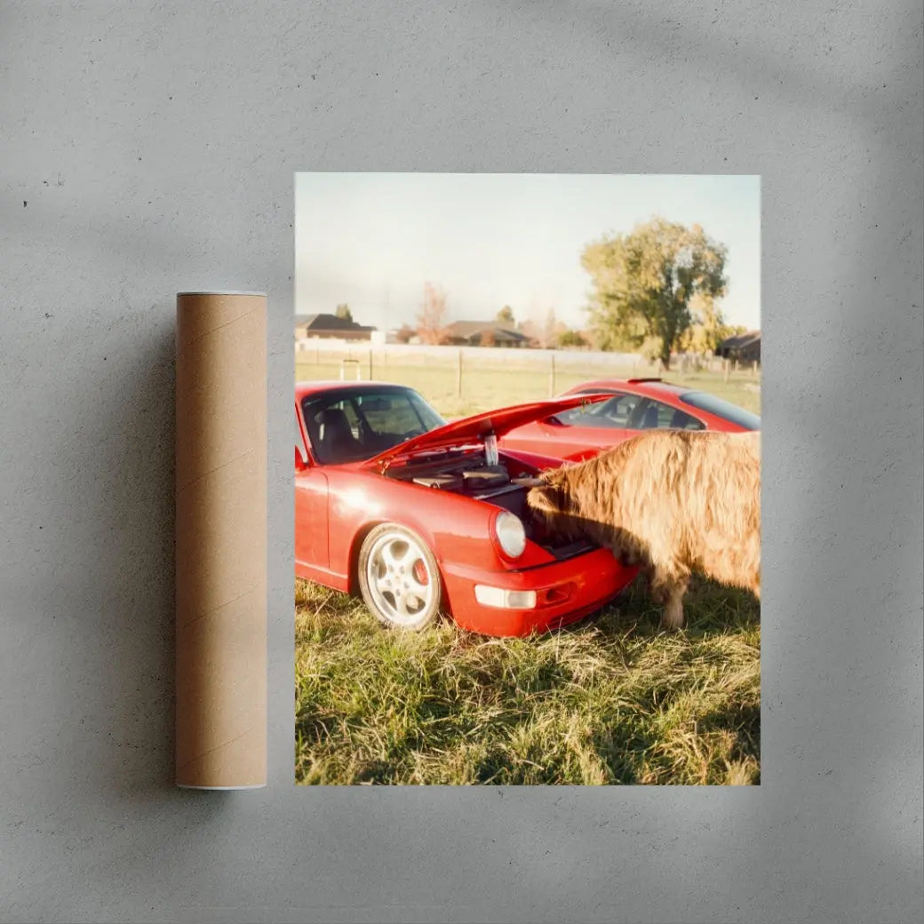 Cows and Cars