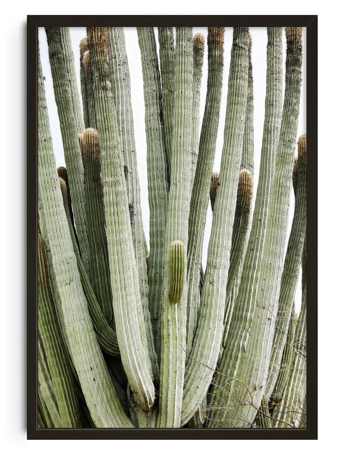 Spike contemporary wall art print by Rebecca Newman - sold by DROOL