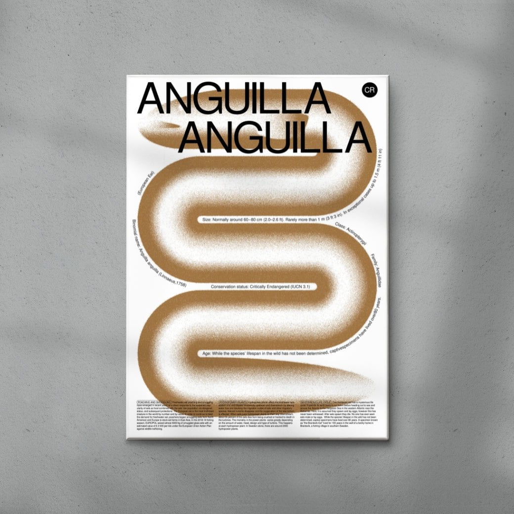 Anguilla contemporary wall art print by Studio Trikken - sold by DROOL