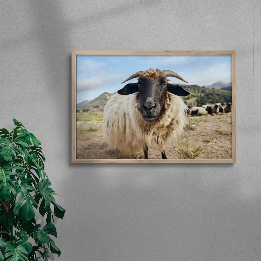 Ram Up Close contemporary wall art print by David Ardill - sold by DROOL