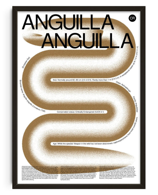 Anguilla